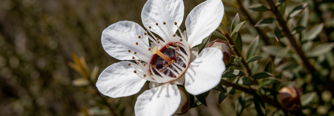 De unde provine mierea de Manuka?