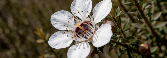 De unde provine mierea de Manuka?